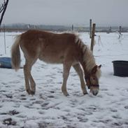 Haflinger Amadeus Lundsgaard(solgt)