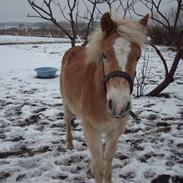 Haflinger Amadeus Lundsgaard(solgt)