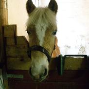 Haflinger Amadeus Lundsgaard(solgt)