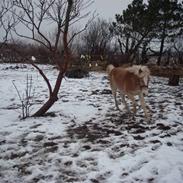 Haflinger Amadeus Lundsgaard(solgt)