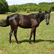 Dansk Varmblod Lady Cool