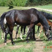 Dansk Varmblod Lady Cool