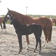 Dansk Varmblod Lady Cool