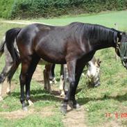 Dansk Varmblod Lady Cool