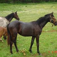 Dansk Varmblod Lady Cool