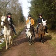 Anden særlig race Star<3