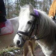 Anden særlig race Star<3