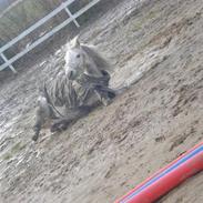 Anden særlig race Star<3