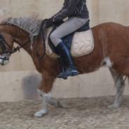 Welsh Pony af Cob-type (sec C) Jupiter