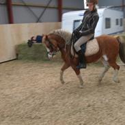 Welsh Pony af Cob-type (sec C) Jupiter