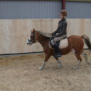 Welsh Pony af Cob-type (sec C) Jupiter