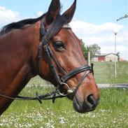 Anden særlig race Færch's Lady  (gl.part)