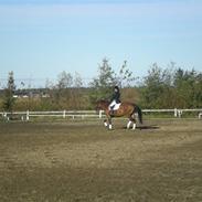 Dansk Varmblod Aarø´s Ally