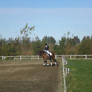 Dansk Varmblod Aarø´s Ally