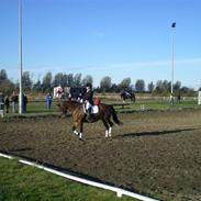 Dansk Varmblod Aarø´s Ally