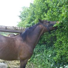 Connemara Chianti *Død* R.I.P