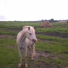 Welsh Mountain (sec A) frisko