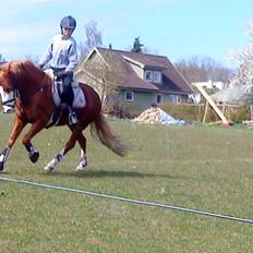 Welsh Pony af Cob-type (sec C) Gribsvads Mikkel( R.I.P )