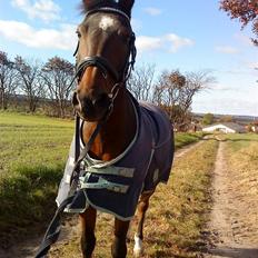 Hollandsk Sportspony Jorny  R.I.P  :'(