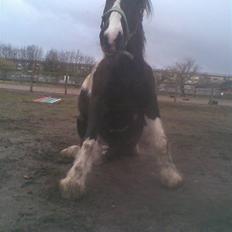 Irish Cob Jensen<3 *Passer* 