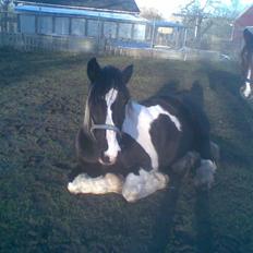 Irish Cob Jensen<3 *Passer* 
