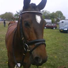 Hollandsk Sportspony Jorny  R.I.P  :'(