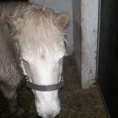 Anden særlig race Safir (SOLGT)