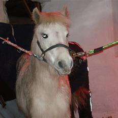 Anden særlig race Safir (SOLGT)