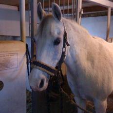 Welsh Pony af Cob-type (sec C) West Side Pride Poet