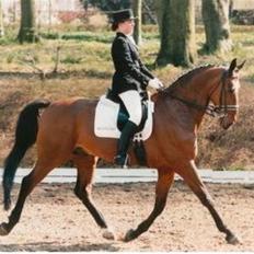 Dansk Varmblod Renalto