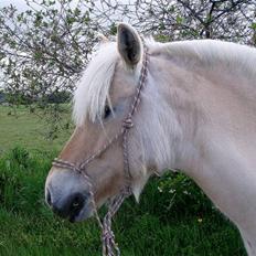 Fjordhest Solhøjgårds Amanda