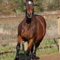 Dansk Varmblod Swalineur Moesgaard