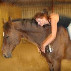 Dansk Varmblod Swalineur Moesgaard