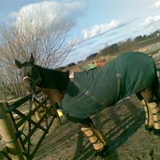 Anden særlig race Pretty Princess*Solgt*