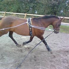 Anden særlig race Pretty Princess*Solgt*