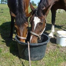 Anden særlig race daysi