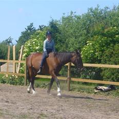 Anden særlig race daysi