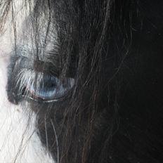 Tinker LL. Mølgårds Mc Phee/ Fie