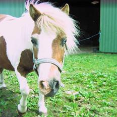 Shetlænder Tøssen. Gl. passer
