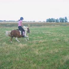 Shetlænder Tøssen. Gl. passer