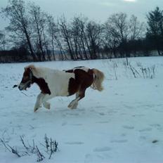 Shetlænder Tøssen. Gl. passer