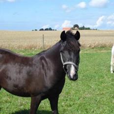 Anden særlig race Nydams Marie