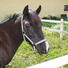 Anden særlig race Nydams Marie