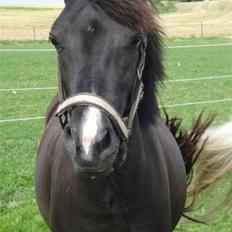 Anden særlig race Nydams Marie