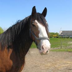 Shire Heavenly Merlin R.I.P.