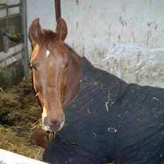 Dansk Varmblod Juvel Mols