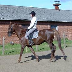 Dansk Varmblod Juvel Mols