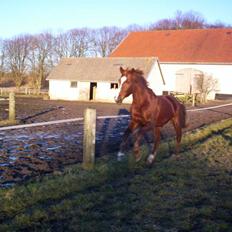 Dansk Varmblod Blue Hors Surprise