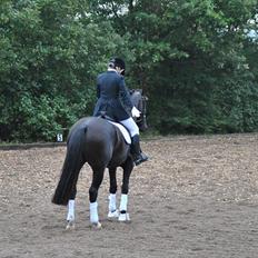 Dansk Varmblod Kærsholms Daisy. R.I.P.