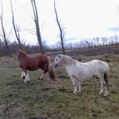 Welsh Mountain (sec A) Gleiniant Victoria. Solgt
